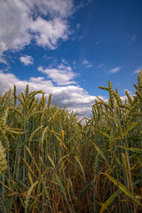 Landschaft mit Getreidefeld