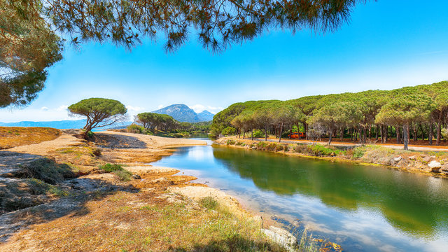 Splendid  view of Maritime pine trees and Osala Beach in national park Stagno Longu.