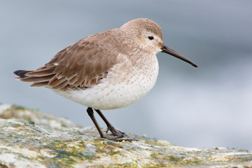 Dunlin (Calidris alpina) on basalt rocks at Barnegat Jetty, USA