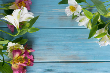 White and pink flowers of Alstroemeria on a blue wooden background. Dizan greeting card, banner with flowers. frame for text with flowers and copispeys