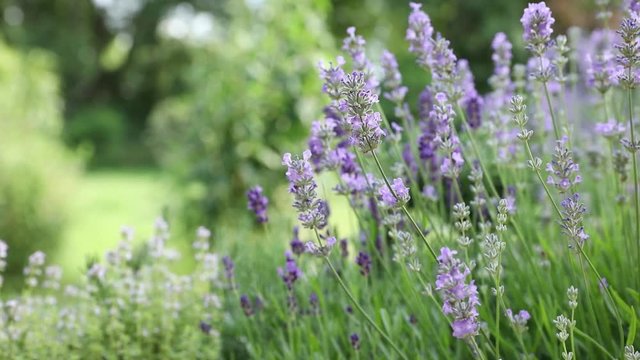 Lavender flowers in a garden