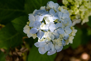 Hydrangea bicolor ivory with hint of blue flower in June.