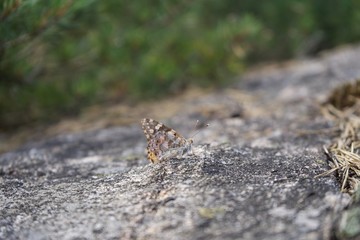 Butterfly on a stone in Norway