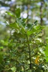 Obraz premium Leaf on a tree