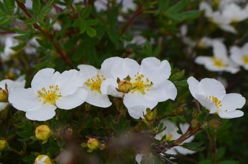 white flowers lapchatka in the country