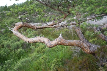 Bonsai tree in the wild - Norway