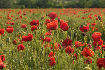 Wild Poppy Field