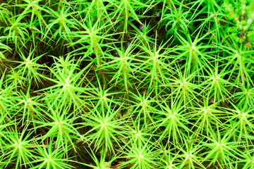 Moss in the swamp. Green moss in the swamp for abstract background. Moss On The Northern Bog.