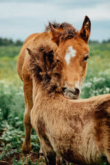 two brown horses grooming each other