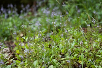 Small flowers in the forest in Norway