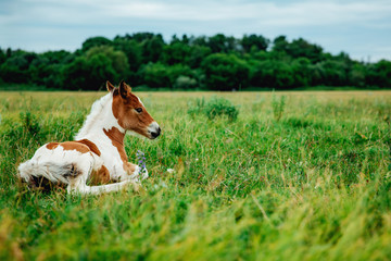 Naklejka na ściany i meble Horse foal lying on green grass. Horse colt in nature. Cute horse foal view