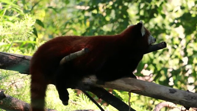 Kleiner Panda liegt gem&uuml;tlich auf einem Baum