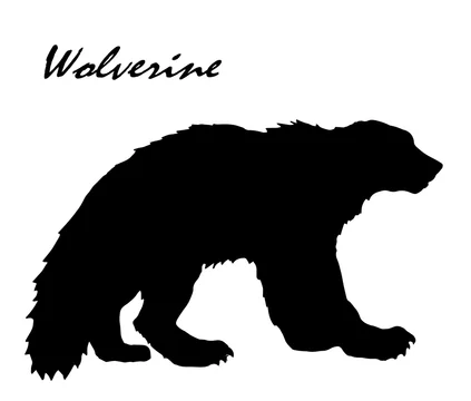 vector isolated black and white image of wolverine on a white background  and the inscription Stock Illustration | Adobe Stock
