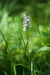 Small flower in the forest in Norway