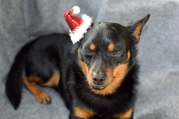 Little dog in the image of Santa. Concept: Merry Christmas and Happy New Year.