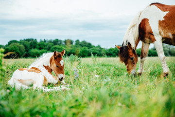 Mare with foal newborn