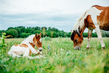 Mare with foal newborn