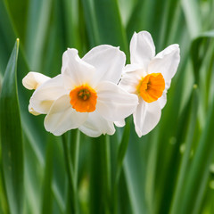 Obraz premium Dainty Daffodils