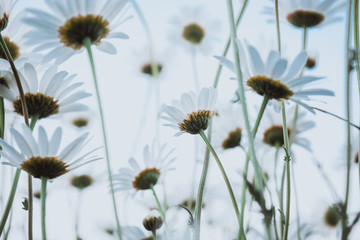 Obraz premium camomile field