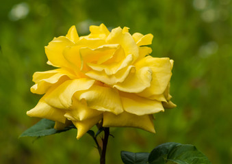 Yellow Rose