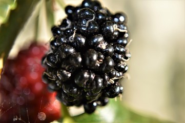 Blackberry, fruit, amora, amoreira