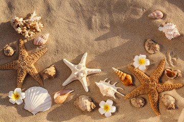 Flat lay composition with starfishes and seashells on sandy beach. Space for text