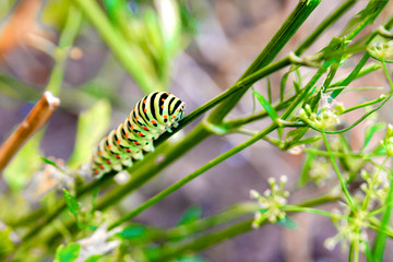A thick striped and multicolored caterpillar crawls along the foliage in the reserve.