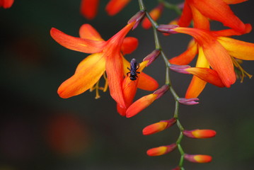 red flower with black insect