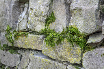 Old stone wall, natural stone, moss and lichen on the stones. Selective focus, close up, copy space.
