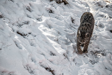 Bobcat walking down a snowy path with snow on both sides.