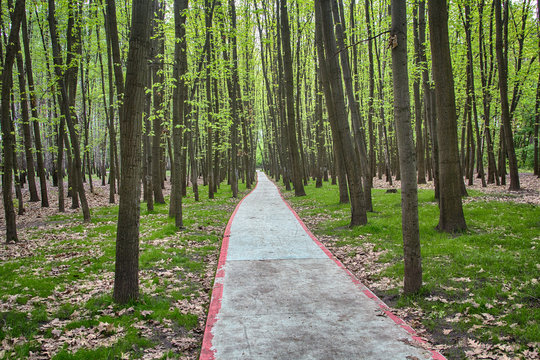 Biike path paved among the trees in the park. Nature