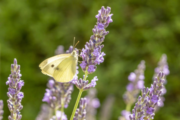 Papillon butinant de la lavande - Piéride du chou (Pieris brassicae)
