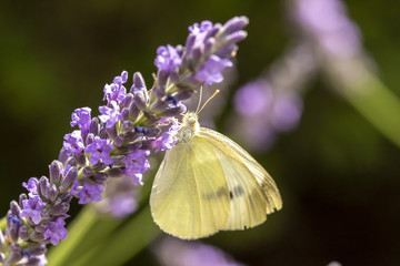 Papillon butinant de la lavande - Piéride du chou (Pieris brassicae)