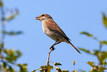 Obraz premium Red-backed shrike (Lanius collurio) female sitting on a branch