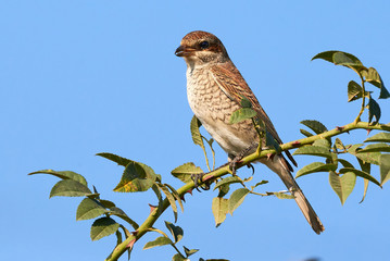 Red-backed shrike (Lanius collurio) female sitting on a branch
