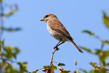 Red-backed shrike (Lanius collurio) female sitting on a branch