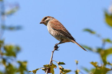 Red-backed shrike (Lanius collurio) female sitting on a branch