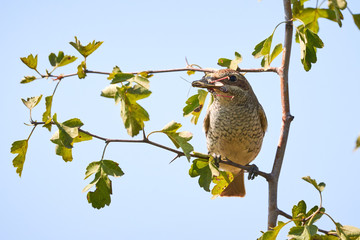Red-backed shrike (Lanius collurio) female sitting on a branch with insect in beak