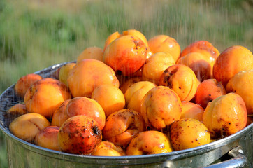 Harvest apricot under the stream of water in the garden on a sunny day.