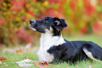 Hund im Herbst boarder Collie