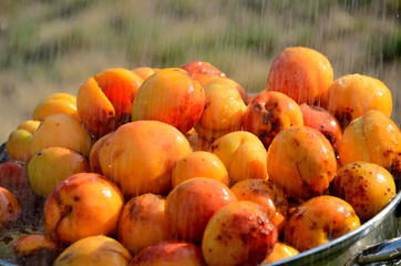 Naklejka na ściany i meble Harvest apricot under the stream of water in the garden on a sunny day.