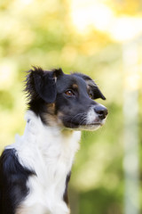 Hund im Herbst boarder Collie
