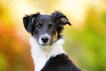 Hund im Herbst Boarder Collie Mischling vor schöner herbstlicher Kulisse 