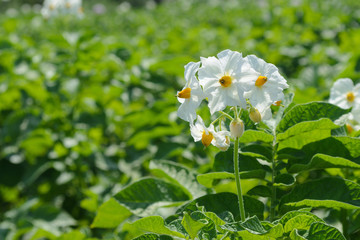 The field of flowering potatoes. Inflorescence of potatoes in the foreground.