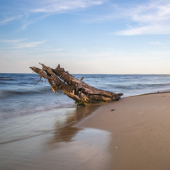 pień nad brzegiem morza © Piotr Szpakowski