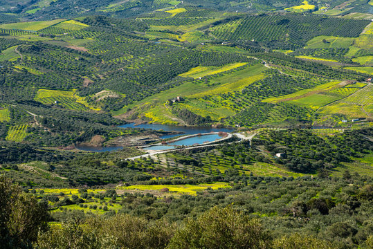 Aerial view of rural Archanes region landscape. Unique scenic panorama Olive groves, vineyards, green meadows and hills view in spring. Heraklion, Crete, Greece