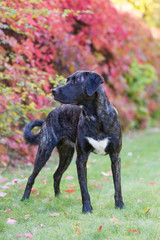 Rassehund im Herbst