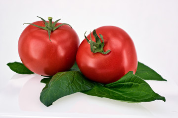 Nahaufnahme von zwei roten Tomaten auf grünen Tomatenblättern. Freigestellt vor weißem Hintergrund.
