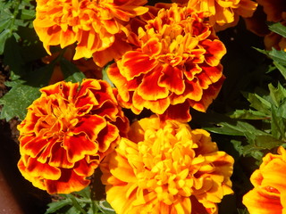 orange flowers in the garden