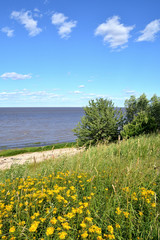 Fototapeta na wymiar Summer landscape of a lake with yellow flowers and trees in the foreground with a blue cloudy sky. Lake Ilmen Novgorod region
